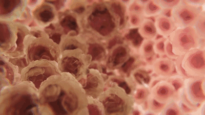 美西螈与蝾螈有什么不同，美西螈是两栖动物吗（“重生界巨头”的超强再生能力）