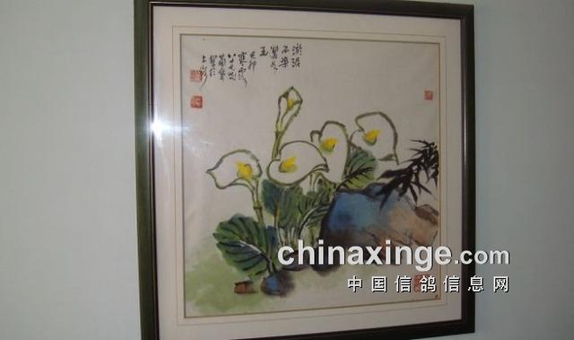 什么鸽子引天落，什么叫天落鸽子（引赛绩鸽修得正果——飞出三关鸽王冠军）