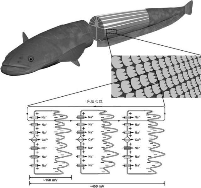 电鳗为什么会放电，电鳗为什么会放电百科（放电瞬间电压高达800伏特）