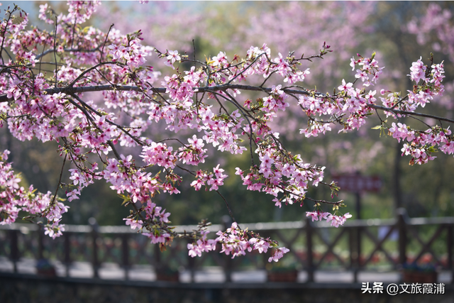 霞浦建善寺简介，2023年霞浦旅游月历新鲜出炉~快收藏→