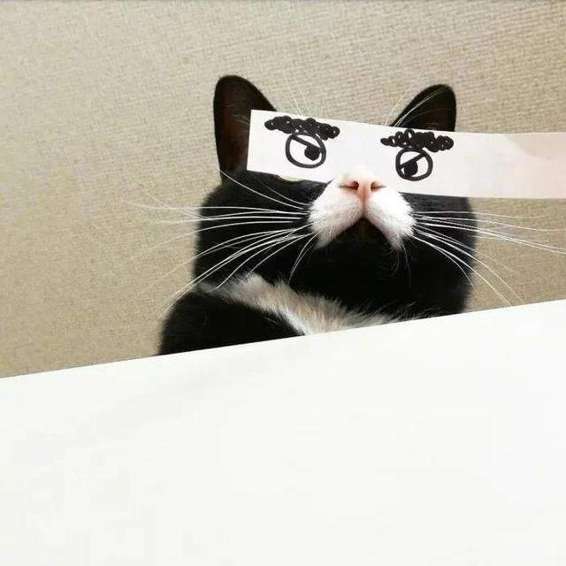 搞怪动物表情包，微信头像，搞怪动物表情包（收集一些搞怪的动物头像）