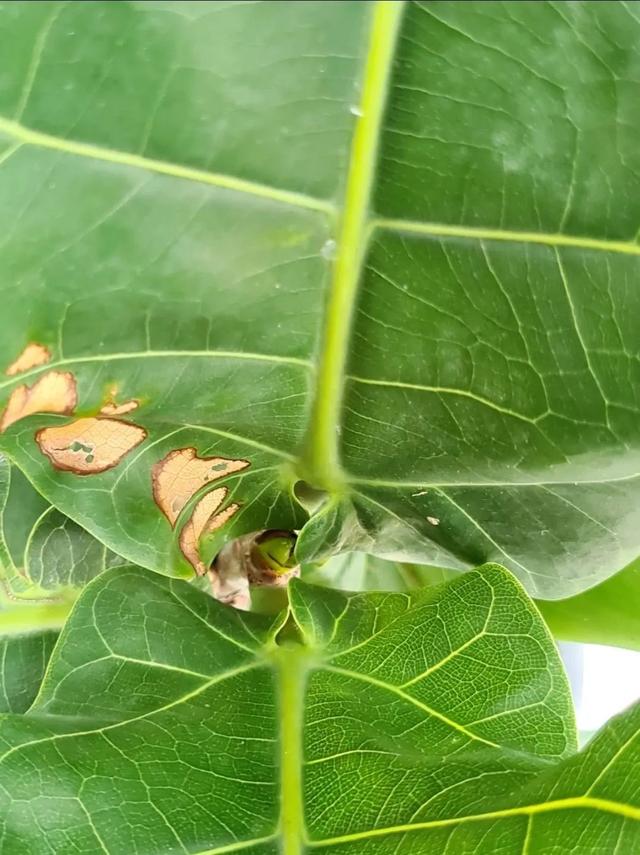 琴叶榕怎么养，琴叶榕怎么养粗壮（养好琴叶榕真不难）