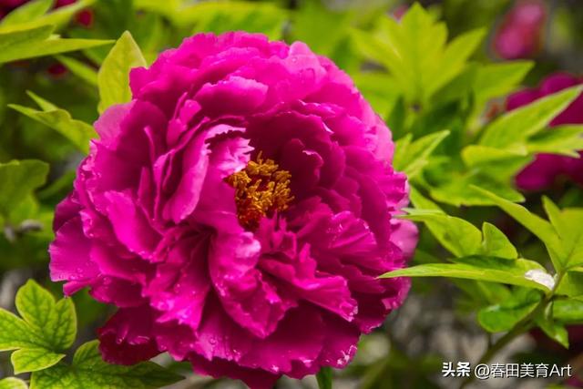 6到8岁的儿童画教程花，教程丨少儿美术课程《牡丹》