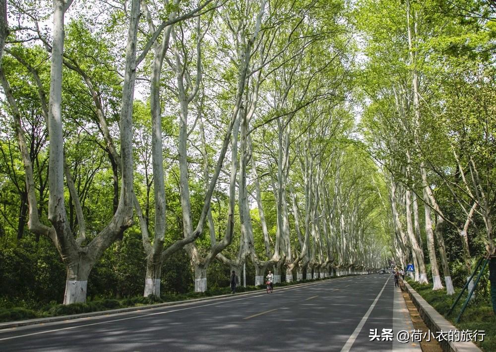 南京出发二日游，南京出发二日游攻略（南京最美的6个地方）