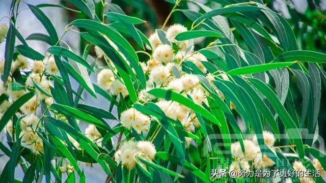 薄荷花的花语是什么，那些令人惊艳的花语
