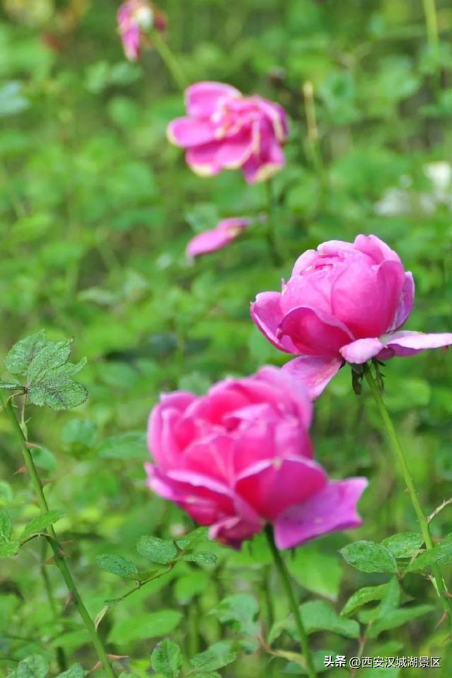 唯美图片清新简约 请允许我成为你的夏季，唯美图片清新简约头像（是时候给你点“颜色”看看了……）