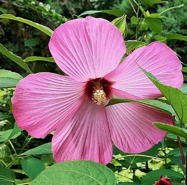 唯美花朵，唯美花朵图片（唯美清新的花朵图片）