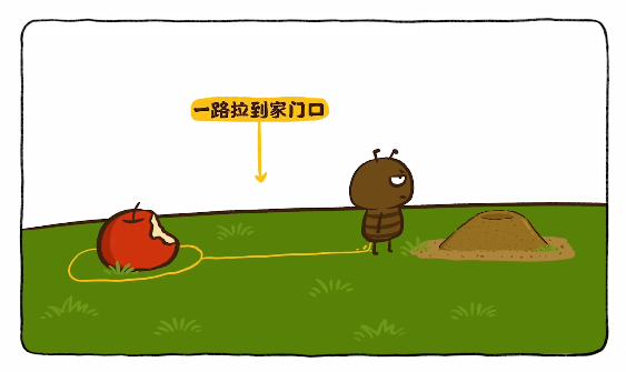 酒精能杀死蚂蚁吗，一只被带去几十公里外的蚂蚁