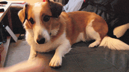 梦见白色的狗预示着什么，梦到白色的狗预示着什么（说明它很“旺家”）