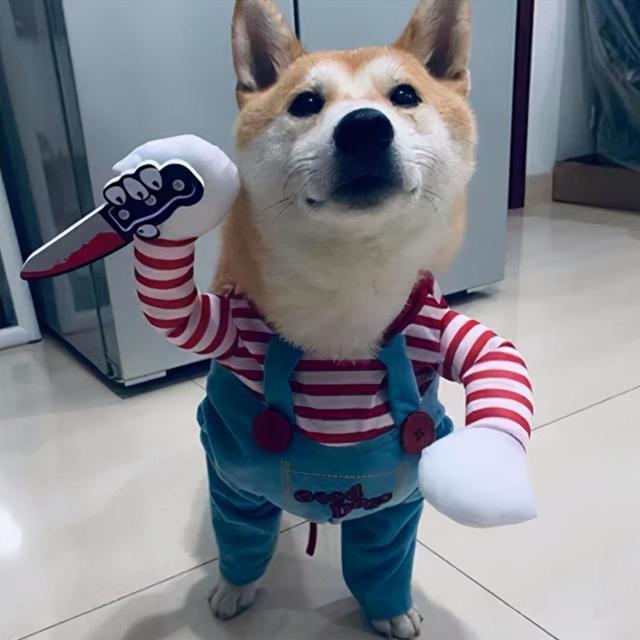 狗名字大全洋气的顺口，狗名字大全洋气的顺口公狗（还在给狗狗起这些“名字”吗）