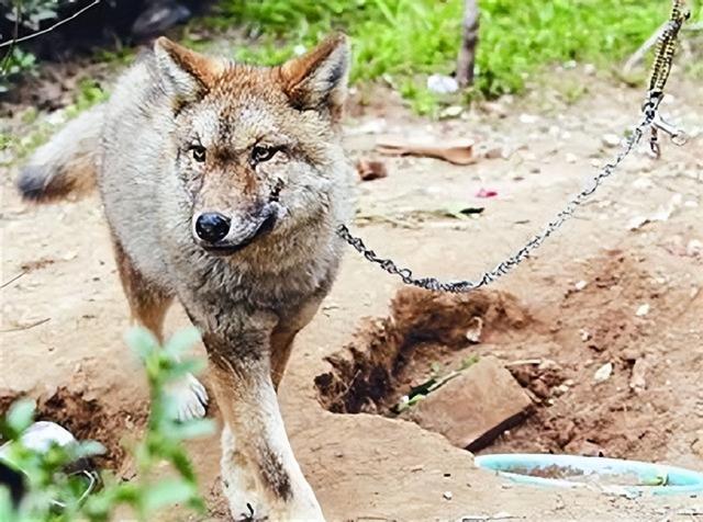 狼的寿命，北极狼的寿命（2008年陕西男子捡到一条“狗”）