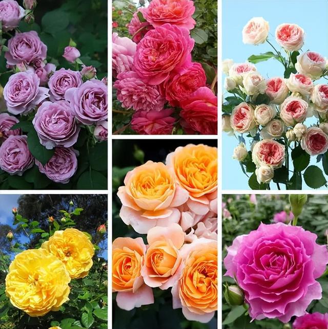 玫瑰花的生长变化图片图片