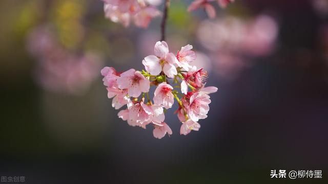 马路拍照技巧，马路拍照技巧视频（花朵不要“胡乱拍”）