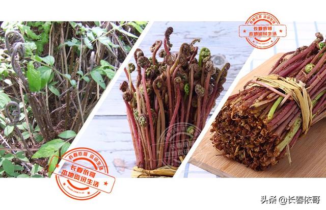 东北野生野菜有哪些，长白山中山野菜——猴子腿