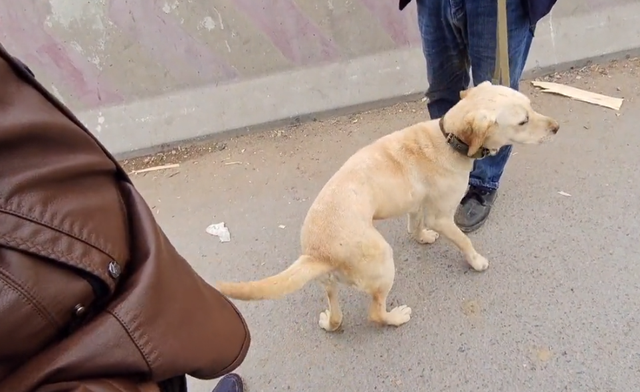 拉布拉多幼犬价格多少钱一只，拉布拉多犬幼犬价格（拉布拉多幼犬价格）