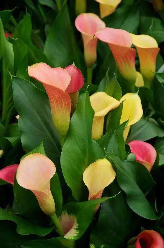 看望病人买什么鲜花，适合送病人的鲜花有哪几种（哪些花代表健康、平安、幸福）