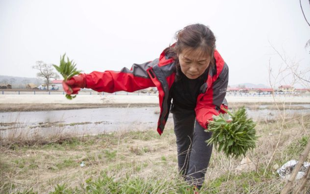 肥水不流别人田，所谓肥水不流外人田什么意思（65岁大妈：肥水不流外人田）