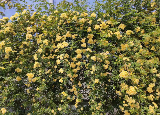 冬季里最耐寒的15种花卉，冬季里最耐寒的15种花卉庭院（小院可以种40种花）