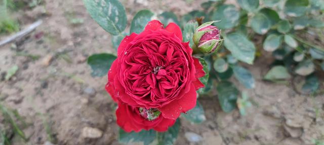 免打扰模式怎么设置，手机免打扰模式在哪里设置（手机免打扰模式开启）