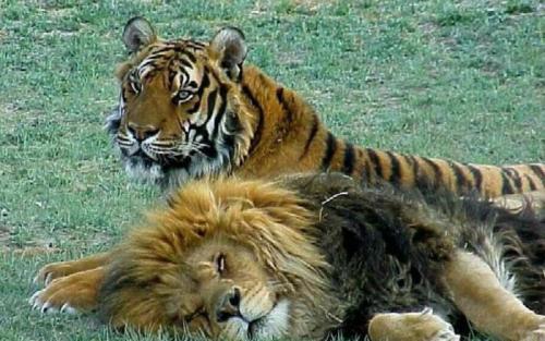 动物世界狮子交配,老虎狮子交配生虎狮兽(为什么狮虎兽还能交配生下