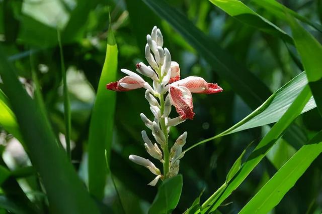 姜的种类和功效，姜的种类和功效和作用（12种姜科的辛香料）