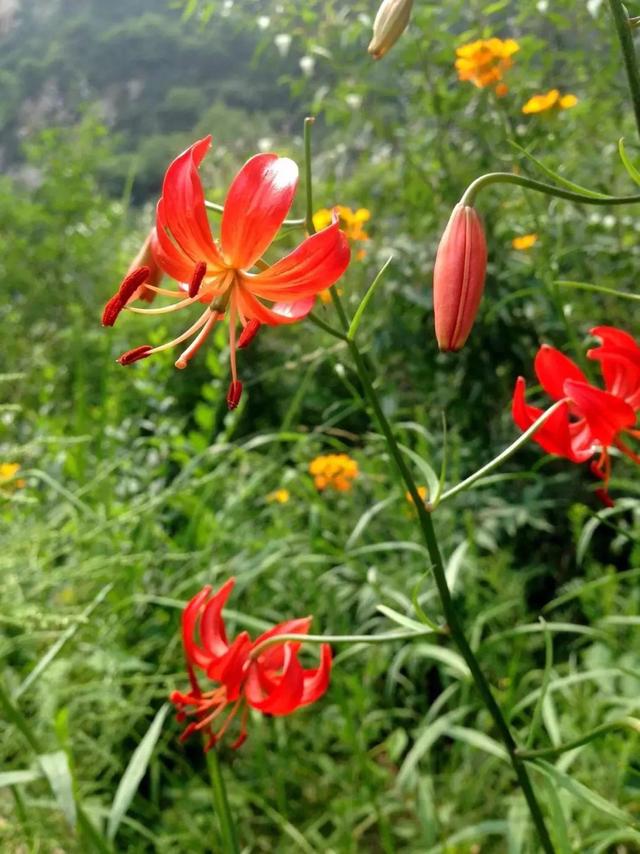 百合花寓意是什么意思，百合花代表什么意思它象征着什么（花名册No.00155）