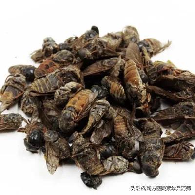 虻虫学名叫什么，虻虫的图片 药用（一味善消子宫肌瘤囊肿的中药）