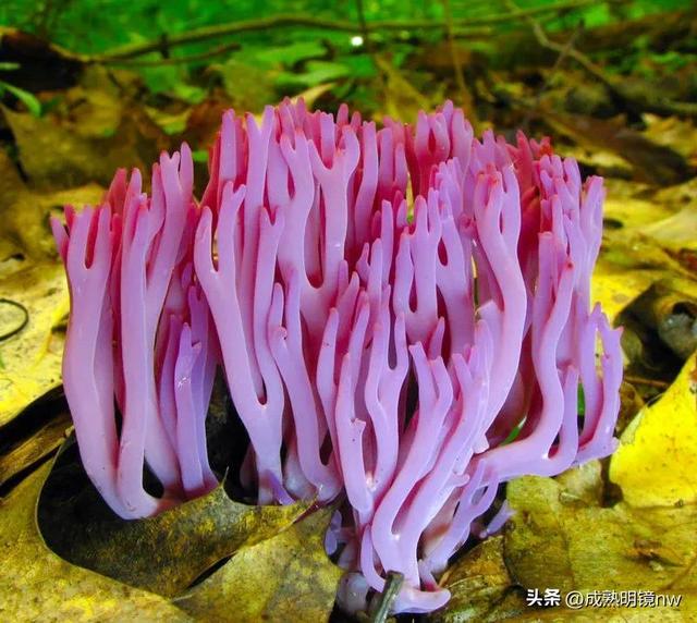 世界上最漂亮的蘑菇，世界上最漂亮的蘑菇是什么（精华总伴日风来。美丽的蘑菇）