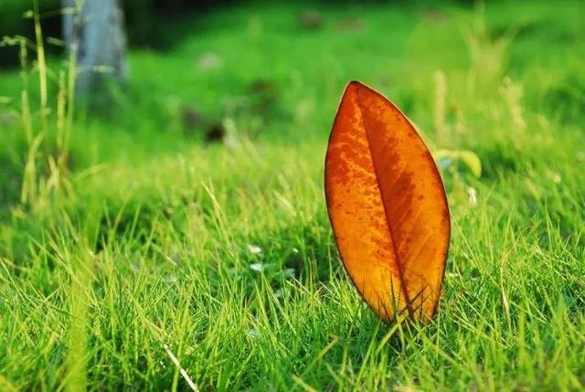 同学情谊的句子，珍惜同学情谊的句子（道一声秋安）