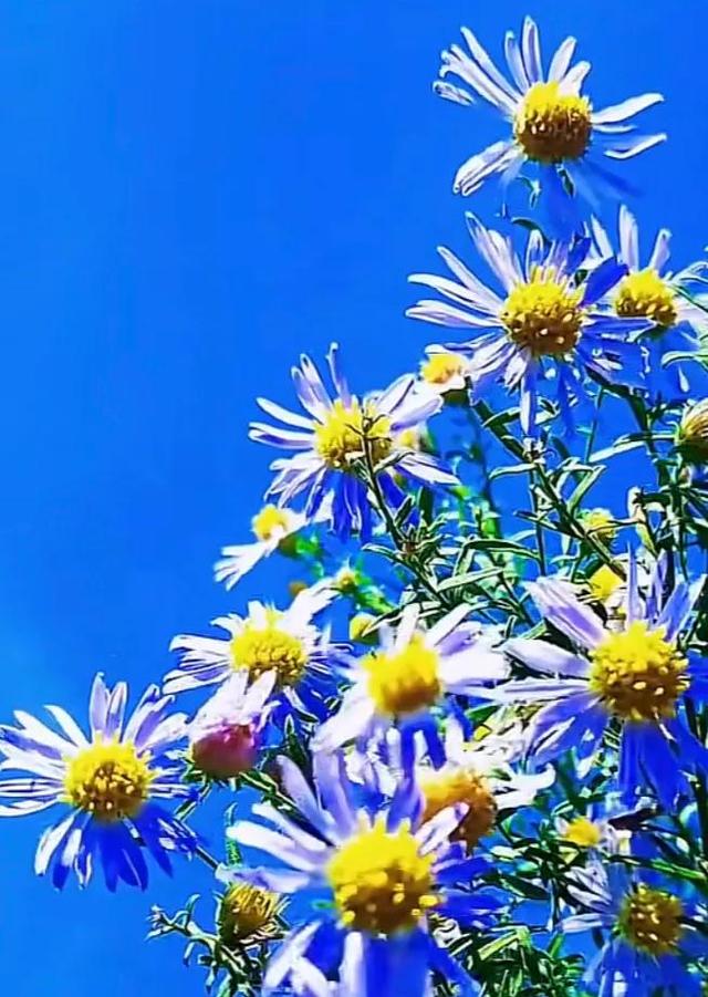 唯美花朵，唯美花朵图片（唯美清新的花朵图片）