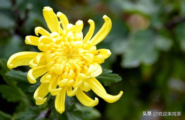 菊花代表什么象征意义，菊花代表什么（说到菊花你会想到什么）