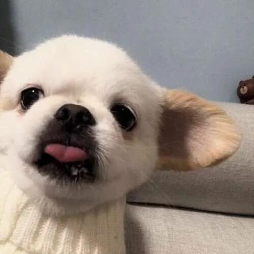 简单QQ头像微信，简单QQ头像（超级好看的可爱头像）