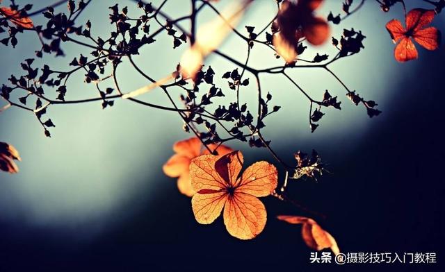 图片透明度怎么调，美图秀秀设置图片透明度（如何让花瓣呈现出半透明的通透感）