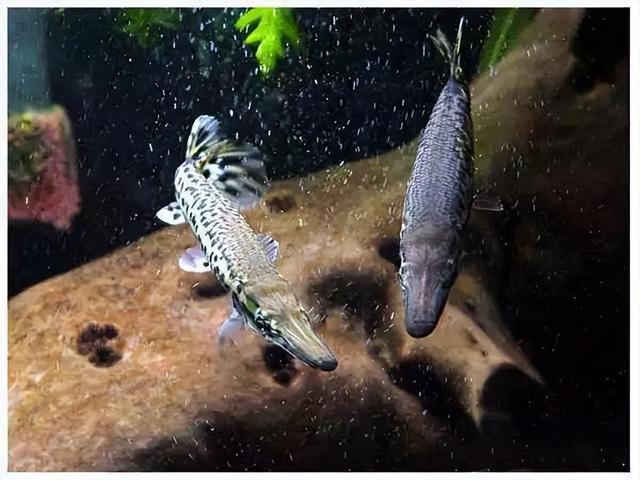 皇冠鱼，不适宜混养的中大型观赏鱼（皇冠鱼多少钱一条）