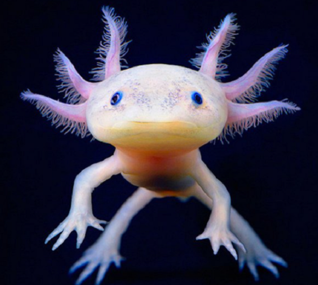 美西螈与蝾螈有什么不同，美西螈是两栖动物吗（“重生界巨头”的超强再生能力）