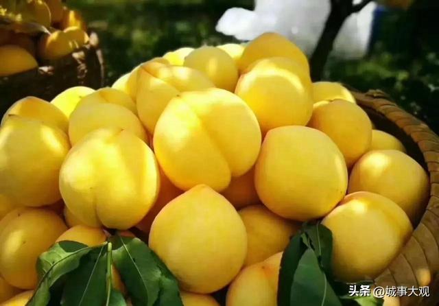 中国三大黄桃产地，中国最大的黄桃产地（盘点一下国内有哪些黄桃罐头之都）