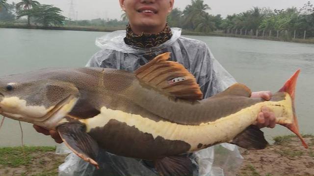 红尾招财,红尾招财猫鱼 - 珍缘易学