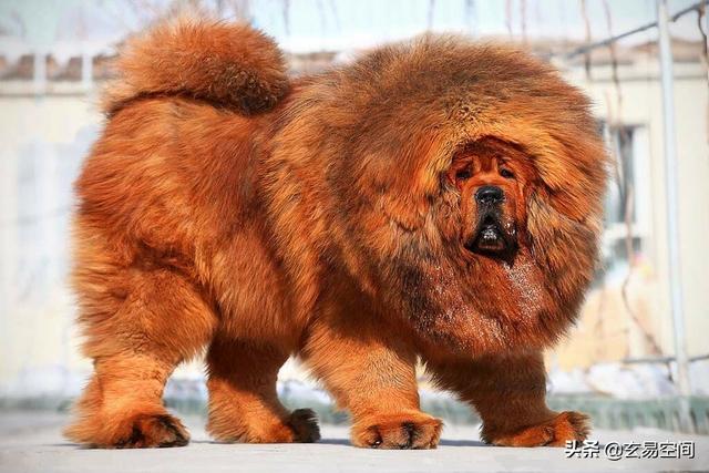 世界上耳朵最长的狗是什么，耳朵比较长的狗是什么（世界上最大的狗品种）