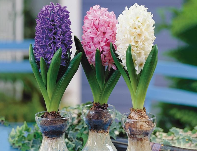 雪柳的花语是什么，雪柳花的寓意（年宵花就买水培花）