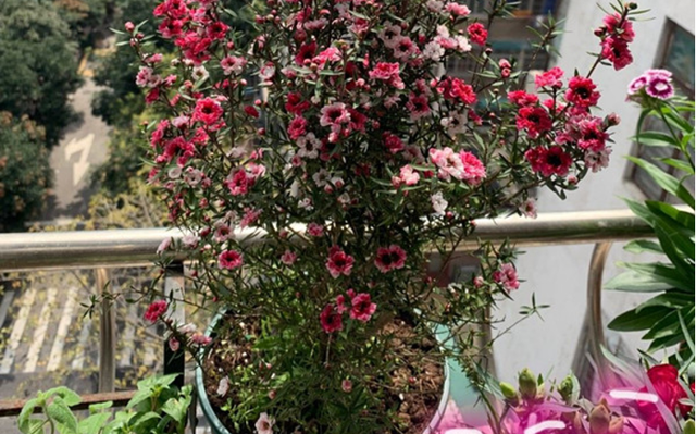 松红梅怎么养才开花，冬天养花赏花就种植松红梅