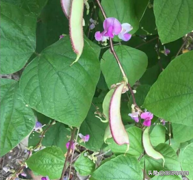 饭豆图片 植株，饭豆图片（此菜叫“峨眉豆”过去农民爱种）