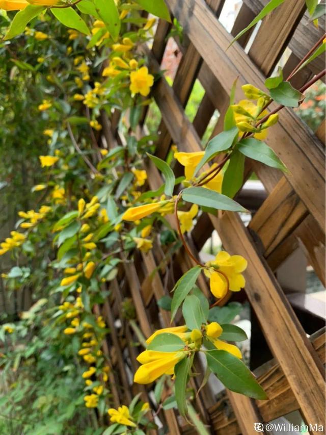 法国香水花，堪称开花界“航空母舰”（法国香水花有毒吗）