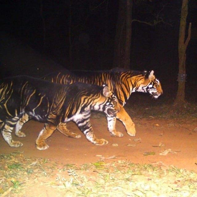 世界上有黑虎吗，黑虎还存在吗（印度摄影师拍下罕见黑虎）