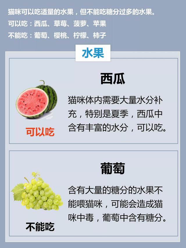 猫吃的食物还能吃吗，紧急通知：猫咪的食物禁忌清单