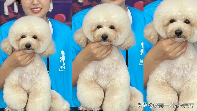 宠物美容师培训教程，6步剪出宠物店同款泰迪造型（宠物美容师自学教程）