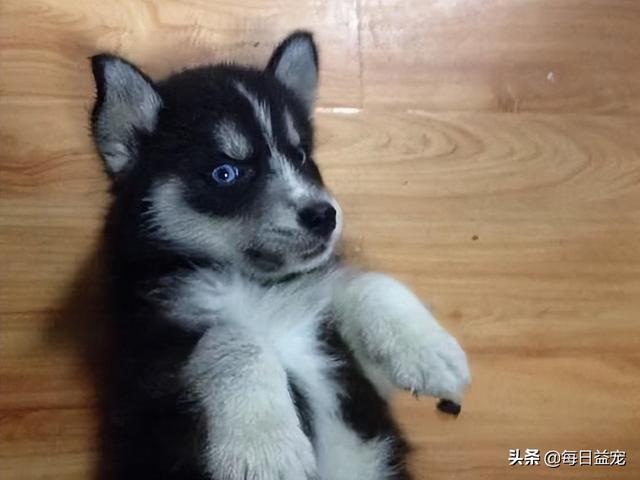 二哈多少钱一只，萨摩耶多少钱一只（男子800块买二哈，问纯不纯）