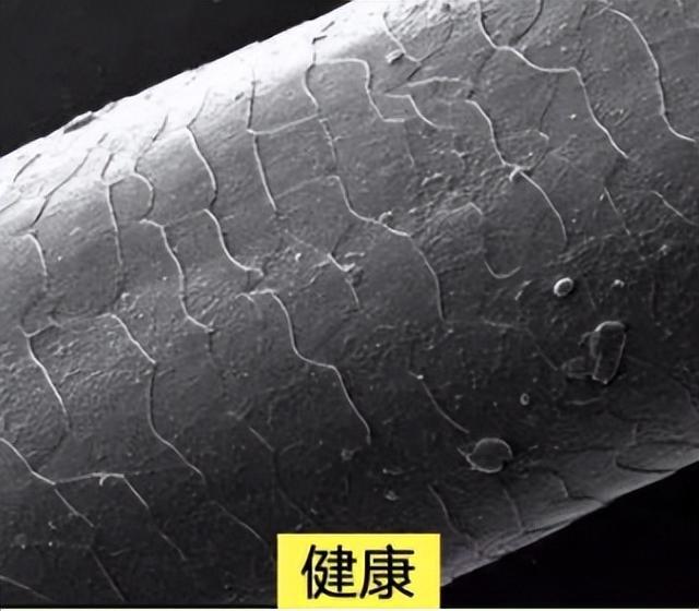 干发帽的正确戴法，干发帽怎么戴（保养头发的方法）
