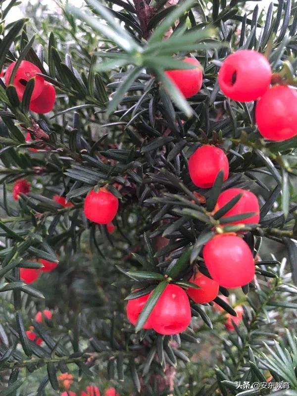 东北红豆杉的栽培及其价值，东北红豆杉的生长环境（“重症监护”中的古树）