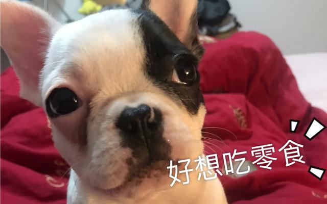 法斗犬的优缺点，法斗犬的优缺点喜欢咬人吗（建议你养“法斗”是有原因的）