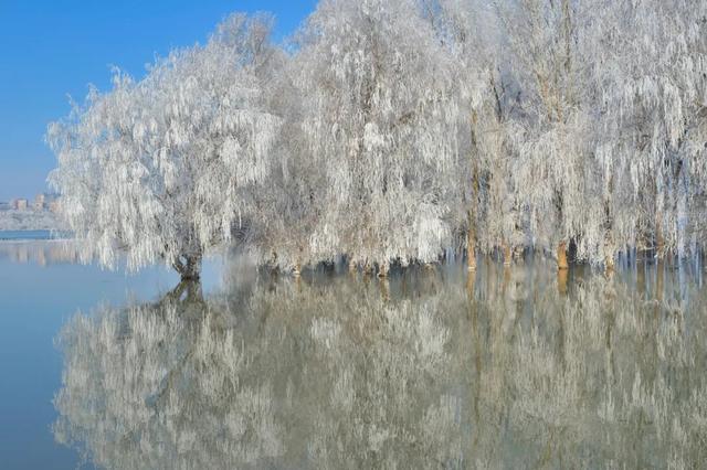 柳树图片简笔画，柳树的简笔画（静候春暖花开）